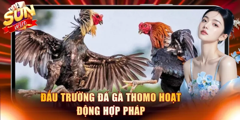 Đấu trường đá gà Thomo hoạt động hợp pháp